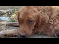 Download Lagu Anjing Golden Retriever yang Sakit Parah Ditinggalkan — Pemiliknya Menuntut Uang dari Tim Penyelamat