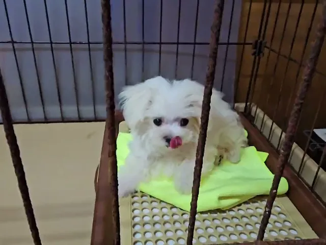 動画