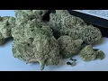 Medical Marijuana Review Super Gremlin Strane Flower