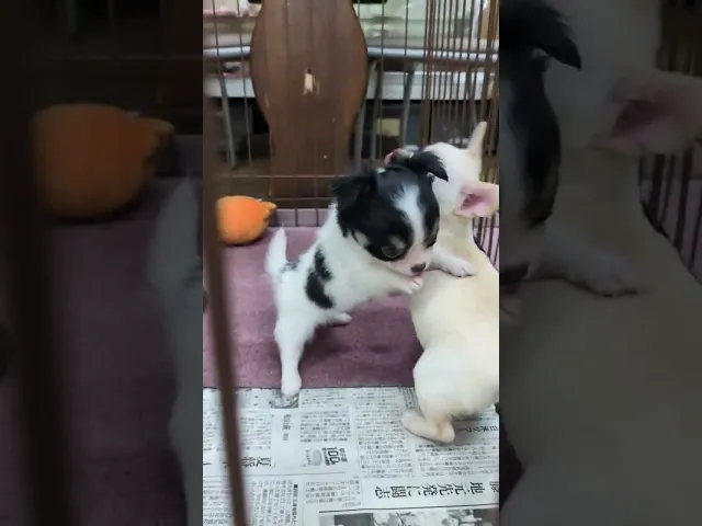 動画