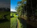 Download Lagu Terapi air untuk semua jenis burung agar gacor ‼️Ampuh untuk burung stres macet bunyi agar gacor