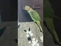 Download Lagu Pico dancing and singing #parrot #pico  #talkingparrot