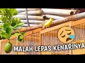 Download Lagu Hampir aja gak ketangkep lagi kenarinya lepas | update kenari anakan habis pasang ring
