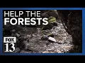 Why is it so hard to fill jobs working in Utah s beautiful forests