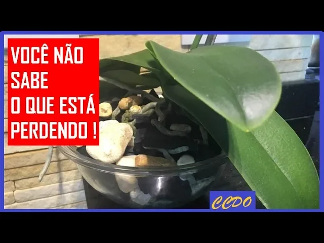 ORQUÍDEA NO VASO DE VIDRO GANHA UMA EXPLOSÃO EM VITALIDADE