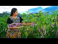 Lagu Eggplant Harvest to Family Lunch \u0026 Afternoon Tea ASMR | Nature \u0026 Sizzling Sounds | Traditional Me