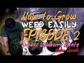 HOW TO GROW WEED EASILY WILDBERRY RUNTZ SOIL RECIPES PLANT TRAINING CANOPY MAINTENANCE VEG