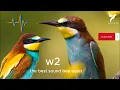 Download Lagu صوت ورور مجرب للصيد صوت ممتاز , صوت الوروار , الجزء الثاني - SOUND bee eater