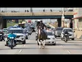 Dan Ryan Expressway horse ride brings attention to investment in Chicago s children