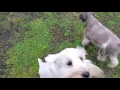 Holly Jolly Schnauzers Christmas pups and Kisses