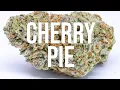 Cherry Pie strain review