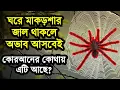 Download Lagu ঘরে মাক​ড়শার জাল থাকলে অভাব হবে ॥ ঘরে মাকড়সার জাল থাকলে কি হয়​