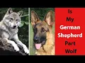 Is My German Shepherd Part Wolf Learn About Wolf-Dog Hybrids