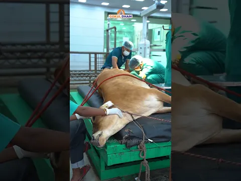 Cow Child is no More In Womb | Innocent one endured the pain | Gokuldham #shorts #animals #treatment