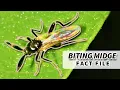 No-See-Um Facts the BITING MIDGE facts Animal Fact Files