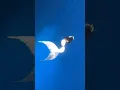 Download Lagu Real mermaid flying fish extended tail #mermaid #underwater #mermaidlove #mermaidtail #realmermaid