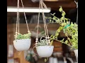 My favorite hanging plants Donkey s Tail and Airplant in white ceramic pots