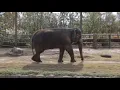 New elephant at the Tulsa Zoo