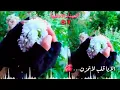 ويكَفينا الم.. وجروح.. وأحزان.. 😓💔