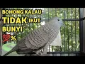 Lagu Perkutut Lokal Gacor Suara Super Kristal - Pancingan Malas Bunyi  (99%AMPUH BANGET)