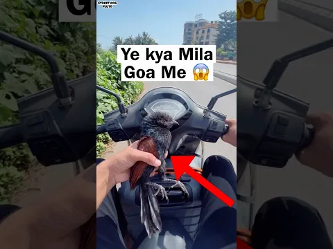 Goa me Naya Dost 😱 | Goa Vlogs