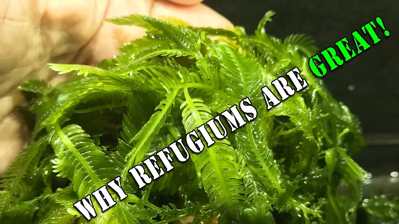 Refugiums: Why they are beneficial to a reef tank