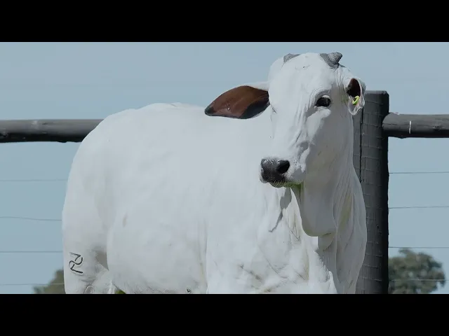 ASPIRAÇÃO -- Novilha Nelore LSA - 1761 