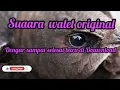 Download Lagu sp walet ori