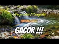 Download Lagu Suara air sungai untuk terapi burung stress - Relaksasi Burung - Terapi burung macet- AMPUH ❗