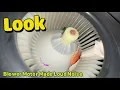 Blow Motor Makes Loud noise on high speed Acura MDX 2007 to 2013