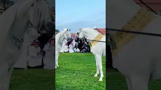 اليكسندر    فيروتي دندنها