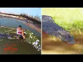 Download Lagu Lalaki, kinaladkad at kinagat ng buwaya matapos tumalon sa loob ng hawla | Kapuso Mo, Jessica Soho