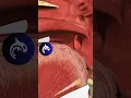 See what Strep Throat looks like in 3D