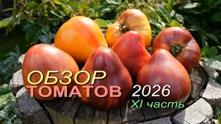 Обзор коллекционных сортов ТОМАТОВ сезона 2026 🍅XI часть