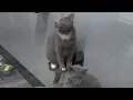 Leigh s Lost and Found Digital Extra Experts explain best way to introduce a cat to your pack