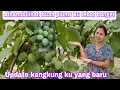 Download Lagu ALHAMDULILLAH BUAH PLUMS KU BERBUAH LEBAT || UPDATE KANGKUNG KU YANG BARU