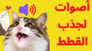 اصوات تجذب القطط وتجعلها تأتي إليك دندنها