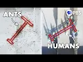 The Intelligence Test Where Ants Beat Humans