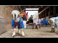 Download Lagu Baby goats in pajamas