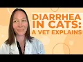 Download Lagu Diarrhea in Cats: Causes, Symptoms, \u0026 Treatment MP3