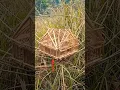 Download Lagu Jebakan Burung Paling Mewah #shorts