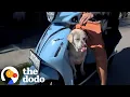 Download Lagu Senior Dog Who Refuses To Walk Loves Dad's Moped | The Dodo