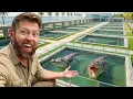 Private Tour of Florida s 1M Crocodile Facility
