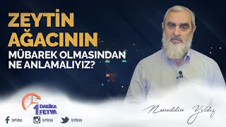 Zeytin ağacının mübarek olmasından ne anlamalıyız?