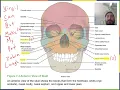 Naming the Bones of the Axial Skeleton