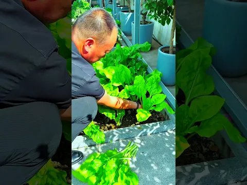 A rural uncle is not only growing vegetables on his rooftop, but he's even