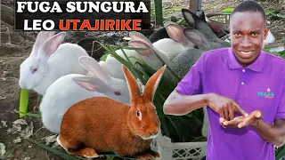 ufugaji wa sungura kibiashara 2023