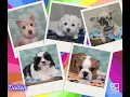 Feelin Cute Might Take a Nap Later Adorable Puppies at Petland Dalton