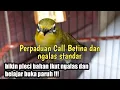 Download Lagu pancingan pleci betina memanggil jantan cocok untuk pleci bahan agar cepat buka paruh