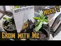 Week 2 Cannabis Grow with Me North Atlantic Seeds Co review